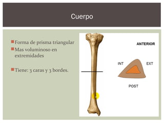 Forma de prisma triangular
Mas voluminoso en
extremidades
Tiene: 3 caras y 3 bordes.
Cuerpo
 