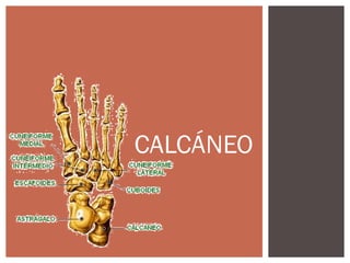 CALCÁNEO
 