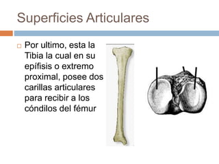 Tibia Rot Articulacion de la rodilla | PPTX
