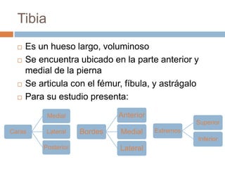 Tibia Rot Articulacion de la rodilla | PPTX