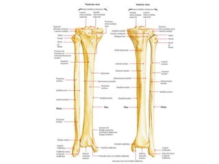 tibiashinbone-180421095730.pdf