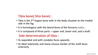 Tibia structure