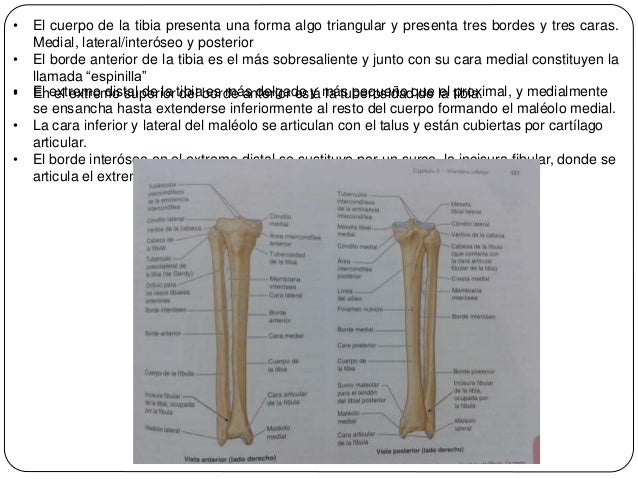 Tibia y peroné