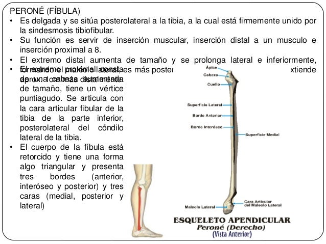 Tibia y peroné