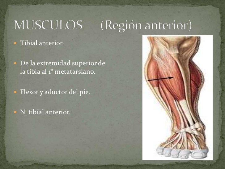 Tibia y perone
