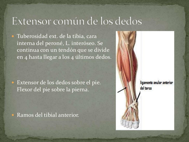 Tibia y perone