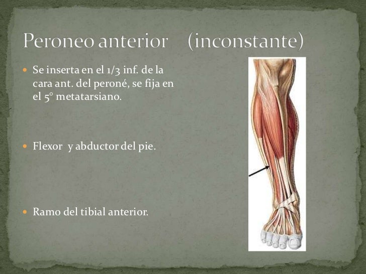 Tibia y perone