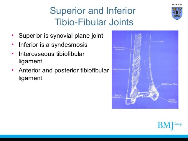 Tibiofibular and ankle joint complex