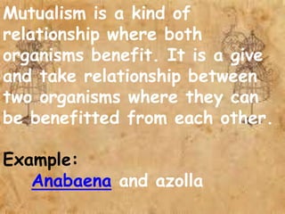 Mutualism is a kind of
relationship where both
organisms benefit. It is a give
and take relationship between
two organisms where they can
be benefitted from each other.
Example:
Anabaena and azolla