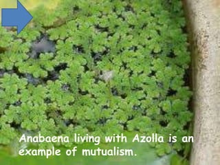 Anabaena living with Azolla is an
example of mutualism.