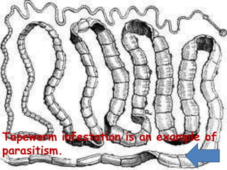 Tapeworm infestation is an example of
parasitism.