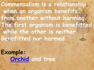 Commensalism is a relationship
when an organism benefits
from another without harming.
The first organism is benefitted
while the other is neither
Benefitted nor harmed.
Example:
Orchid and tree