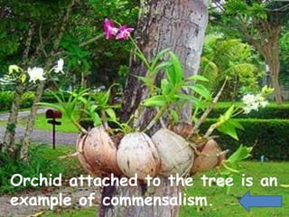Orchid attached to the tree is an
example of commensalism.