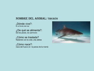 Nombre del animal: Tiburón ¿ Dónde vive?: En el fondo del mar ¿De qué se alimenta?: De los peces, es carnívoro ¿ Cómo se traslada? Nadando con la cola y las aletas ¿ Cómo nace?: nace del huevo en la panza de la mamá