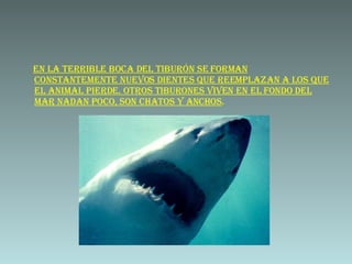 En la terrible boca del tiburón se forman constantemente nuevos dientes que reemplazan a los que el animal pierde. Otros tiburones viven en el fondo del mar nadan poco, son chatos y anchos .
