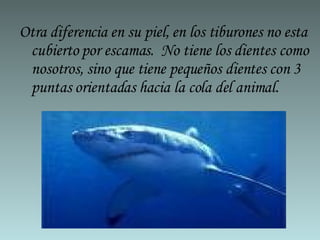 Otra diferencia en su piel, en los tiburones no esta cubierto por escamas. No tiene los dientes como nosotros, sino que tiene pequeños dientes con 3 puntas orientadas hacia la cola del animal.