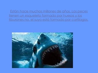 Están hace muchos millones de años. Los peces tienen un esqueleto formado por huesos y los tiburones no, el suyo está formado por cartílagos.
