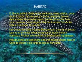 HABITAD:
• El tiburón ballena habita en los océanos y mares cálidos, cerca
  de los trópicos. Se cree que son peces pelágicos, pero en
  determinadas temporadas migran grandes distancias hacia
  zonas costeras, como Ningaloo Reef en Australia Occidental,
  Utila en Honduras, Donsol etc.
• Las Costas del Golfo y Caribe Mexicano son unos de los pocos
  lugares en el mundo donde se agrupa el tiburón ballena.
  Australia y Filipinas son otros de los puntos donde se agrupan.
• Pasado el mes de septiembre el tiburón ballena emigra hacia el
  Golfo de México y a lo largo de todo el mar caribe.
 