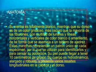 ANATOMÍA:


• Su vientre es totalmente blanco, mientras que su dorso
  es de un color grisáceo, más oscuro que la mayoría de
  los tiburones, con multitud de lunares y líneas
  horizontales y verticales de color blanco o amarillento,
  de tal forma que se asemeja a un tablero de ajedrez.
  Estas manchas representan un patrón único en cada
  espécimen, por lo que se utilizan para identificarlos y
  para censar su población. Su piel puede llegar a tener
  10 centímetros de grosor. Su cuerpo es hidrodinámico,
  alargado y robusto, y presenta varios resaltes
  longitudinales en la cabeza y el dorso.
 