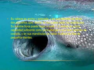 • Su cabeza es ancha y aplanada, y en sus laterales se sitúan
  dos pequeños ojos, detrás de los cuales están los espiráculos.
  Su enorme boca puede llegar a medir 1,5 metros de ancho,
  capacidad suficiente como para albergar a una foca nadando de
  costado, y en sus mandíbulas se hallan multitud de filas de
  pequeños dientes.
 