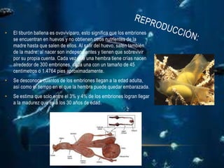 •   El tiburón ballena es ovovivíparo, esto significa que los embriones
    se encuentran en huevos y no obtienen otros nutrientes de la
    madre hasta que salen de ellos. Al salir del huevo, salen también
    de la madre, al nacer son independientes y tienen que sobrevivir
    por su propia cuenta. Cada vez que una hembra tiene crías nacen
    alrededor de 300 embriones, cada una con un tamaño de 45
    centímetros o 1.4764 pies aproximadamente.
•   Se desconoce cuantos de los embriones llegan a la edad adulta,
    así como el tiempo en el que la hembra puede quedar embarazada.
•   Se estima que solo entre el 3% y 4% de los embriones logran llegar
    a la madurez que es a los 30 años de edad.
 