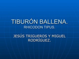 TIBURÓN BALLENA. RHICODON TIPUS. JESÚS TRIGUEROS Y MIGUEL RODRÍGUEZ. 
