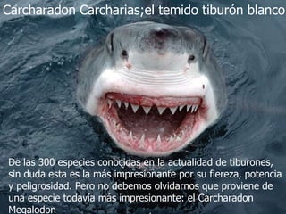 Carcharadon Carcharias;el temido tiburón blanco De las 300 especies conocidas en la actualidad de tiburones, sin duda esta es la más impresionante por su fiereza, potencia y peligrosidad. Pero no debemos olvidarnos que proviene de una especie todavía más impresionante: el Carcharadon Megalodon 