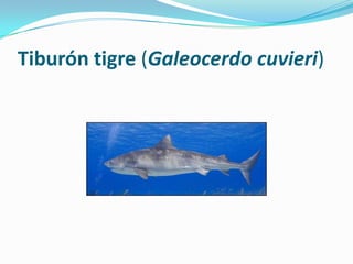 Tiburón tigre (Galeocerdo cuvieri)
 