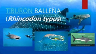 TIBURON BALLENA
(Rhincodon typus)
 