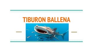 TIBURON BALLENA
 