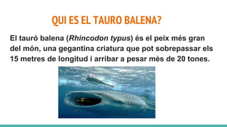 QUI ES EL TAURO BALENA?
El tauró balena (Rhincodon typus) és el peix més gran
del món, una gegantina criatura que pot sobrepassar els
15 metres de longitud i arribar a pesar més de 20 tones.
 