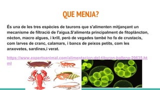 QUE MENJA?
És una de les tres espècies de taurons que s'alimenten mitjançant un
mecanisme de filtració de l'aigua.S'alimenta principalment de fitoplàncton,
nècton, macro algues, i krill, però de vegades també ho fa de crustacis,
com larves de cranc, calamars, i bancs de peixos petits, com les
anxovetes, sardines,i verat.
https://www.expertoanimal.com/alimentacion-del-tiburon-ballena-20635.ht
ml
 