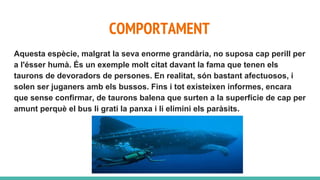 COMPORTAMENT
Aquesta espècie, malgrat la seva enorme grandària, no suposa cap perill per
a l'ésser humà. És un exemple molt citat davant la fama que tenen els
taurons de devoradors de persones. En realitat, són bastant afectuosos, i
solen ser juganers amb els bussos. Fins i tot existeixen informes, encara
que sense confirmar, de taurons balena que surten a la superfície de cap per
amunt perquè el bus li grati la panxa i li elimini els paràsits.
 