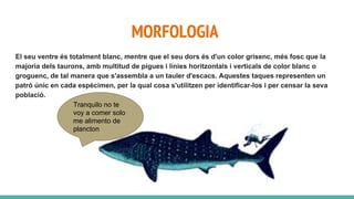 MORFOLOGIA
El seu ventre és totalment blanc, mentre que el seu dors és d'un color grisenc, més fosc que la
majoria dels taurons, amb multitud de pigues i línies horitzontals i verticals de color blanc o
groguenc, de tal manera que s'assembla a un tauler d'escacs. Aquestes taques representen un
patró únic en cada espècimen, per la qual cosa s'utilitzen per identificar-los i per censar la seva
població.
Tranquilo no te
voy a comer solo
me alimento de
plancton
 
