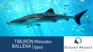 TIBURÓN
BALLENA |
Rhincodon
typus
 