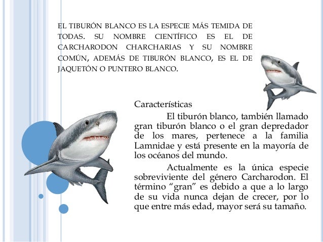Tiburon blanco