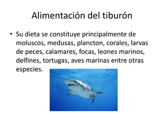 Alimentación del tiburón
• Su dieta se constituye principalmente de
moluscos, medusas, plancton, corales, larvas
de peces, calamares, focas, leones marinos,
delfines, tortugas, aves marinas entre otras
especies.
 
