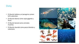 Dieta
• El tiburón ballena y el peregrino comen
krill y plancton.
• El tiburón blanco come sepia gigante y
focas.
• El tiburón boreal come animales
muertos.
• El tiburón duende come peces blandos y
calamares.
 