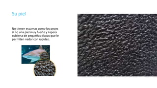 Su piel
No tienen escamas como los peces
si no una piel muy fuerte y áspera
cubierta de pequeñas placas que le
permiten nadar con rapidez.
 
