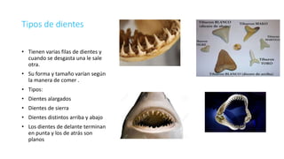 Tipos de dientes
• Tienen varias filas de dientes y
cuando se desgasta una le sale
otra.
• Su forma y tamaño varían según
la manera de comer .
• Tipos:
• Dientes alargados
• Dientes de sierra
• Dientes distintos arriba y abajo
• Los dientes de delante terminan
en punta y los de atrás son
planos
 