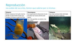 Reproducción
no cuidan de sus crías, tienen que valerse por si mismas
Ovíparos
Ponen huevos en el suelo marino
donde se desarrollan hasta que
rompen el huevo y salen las crías.
Ovovivíparos
La mayoría de los tiburones lo son.
Incuban los huevos dentro del
útero.
Las crías grandes se comen a las
pequeñas.
Vivíparos
Las crías se desarrollan del todo
dentro del útero materno.
 