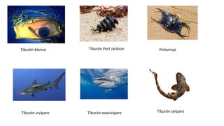 Tiburón blanco Tiburón Port Jackson Pintarroja
Tiburón vivíparo Tiburón ovovivíparo Tiburón ovíparo
 