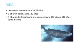 VIDA
• La mayoría viven durante 20-30 años
• El tiburón ballena vive 100 años
• El tiburón de Groenlandia vive como mínimo 272 años y 512 años
como máximo
 