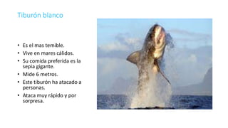 Tiburón blanco
• Es el mas temible.
• Vive en mares cálidos.
• Su comida preferida es la
sepia gigante.
• Mide 6 metros.
• Este tiburón ha atacado a
personas.
• Ataca muy rápido y por
sorpresa.
 