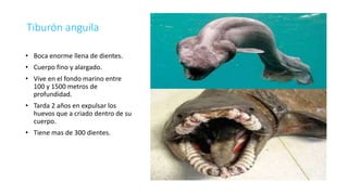 Tiburón anguila
• Boca enorme llena de dientes.
• Cuerpo fino y alargado.
• Vive en el fondo marino entre
100 y 1500 metros de
profundidad.
• Tarda 2 años en expulsar los
huevos que a criado dentro de su
cuerpo.
• Tiene mas de 300 dientes.
 