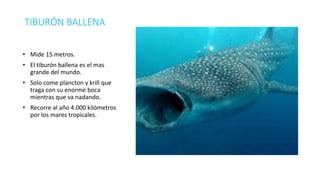 TIBURÓN BALLENA
• Mide 15 metros.
• El tiburón ballena es el mas
grande del mundo.
• Solo come plancton y krill que
traga con su enorme boca
mientras que va nadando.
• Recorre al año 4.000 kilómetros
por los mares tropicales.
 