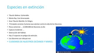 Especies en extinción
• Tiburón Ballena: Vulnerable.
• Manta Ray: Casi Amenazada.
• Gran Tiburón Martillo: En Peligro.
• Principales acciones humanas que atentan contra la vida de los tiburones.
• Pesca comercial. ... 12.000.000 de tiburones al año
• Captura Incidental. ...
• Destrucción del hábitat.
• Hay 17 especies en peligro de extinción
• Los tiburones son vida por eso
• CUIDEMOS DE NUESTROS OCÉANOS Y MARES.
 