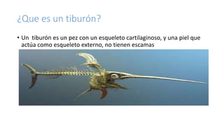 ¿Que es un tiburón?
• Un tiburón es un pez con un esqueleto cartilaginoso, y una piel que
actúa como esqueleto externo, no tienen escamas
 