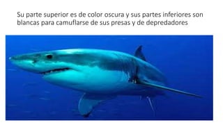 Su parte superior es de color oscura y sus partes inferiores son
blancas para camuflarse de sus presas y de depredadores
 