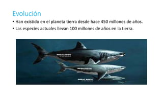 Evolución
• Han existido en el planeta tierra desde hace 450 millones de años.
• Las especies actuales llevan 100 millones de años en la tierra.
 